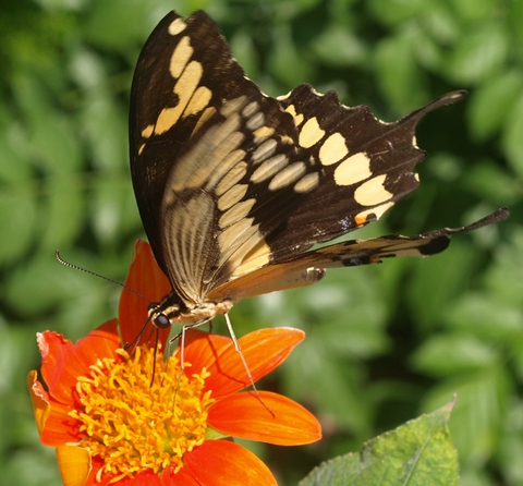 Papilio cresphontes: giant swallowtail