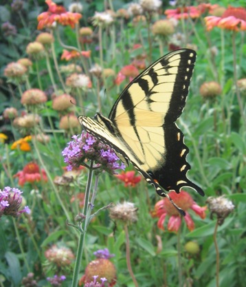 Eastern tiger swallowtail: papilio glaucus