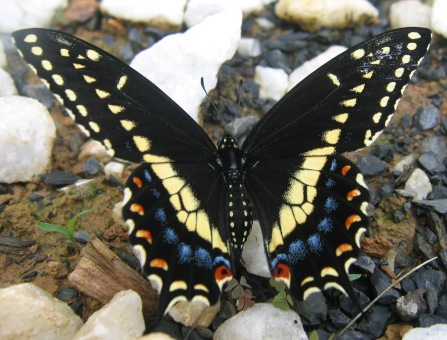 Papilio polyxenes: female black swallowtail