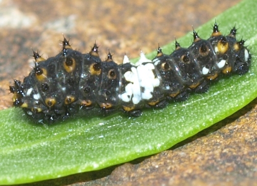 Papilio polyxenes: black swallowtail caterpillar