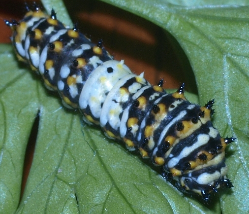 Papilio polyxenes: black swallowtail caterpillar