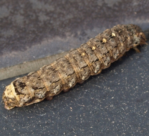 Peridroma saucia: variegated cutworm moth larva