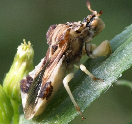 phymata ambush bug