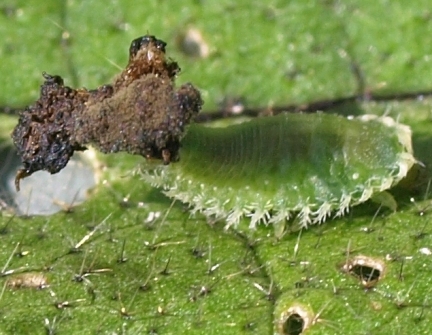 Plagiometriona clavata: clavate tortoise beetle