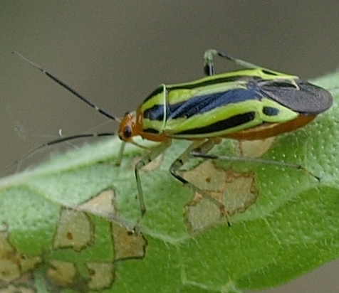 Poecilocapsus lineatus four-lined plant bug