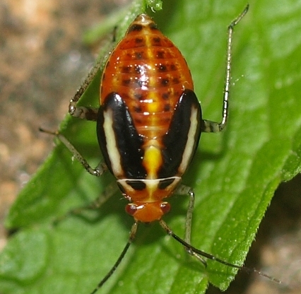 Poecilocapsus lineatus four-lined plant bug nymph