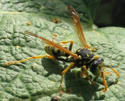 polistes dominulus yellowjacket paper wasp