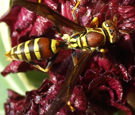 Polistes exclamans: paper wasp