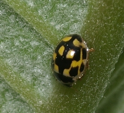 fourteen-spotted ladybird beetle: propylea quatordecimpunctata