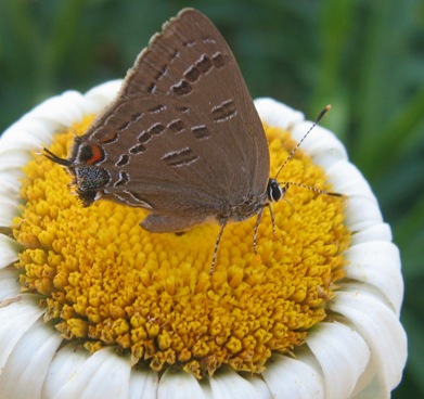 banded hairstreak: satyrium calanus