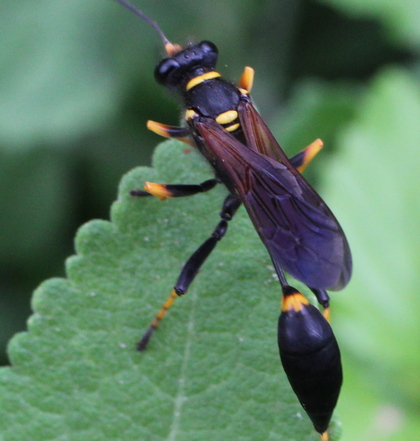 yellow-legged mud dauber wasp Sceliphron caementarium