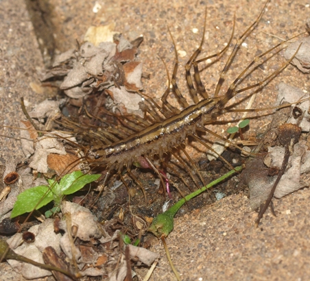 house centipede