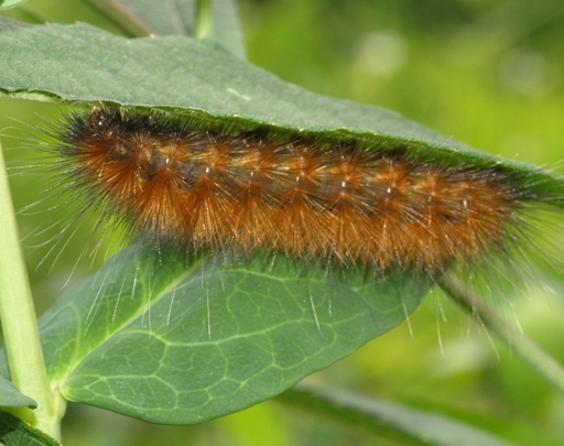 Virginia tiger moth - Spilosoma virginica