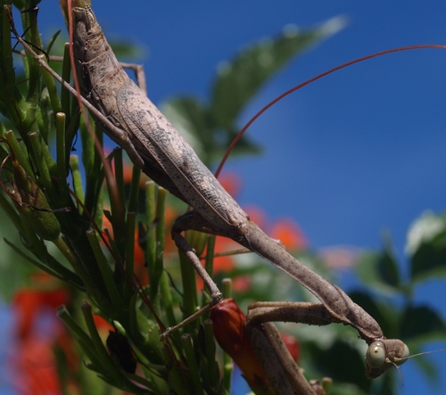 praying mantis: Stagmomantis carolina