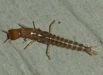 Staphylinid (rove beetle) larva