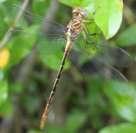 Stylurus plagiatus dragonfly russet-tipped clubtail