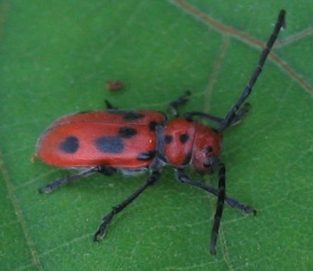 red milkweed beetle: tetraopes tetrophthalmus