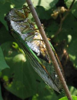 Dog-day cicada belly