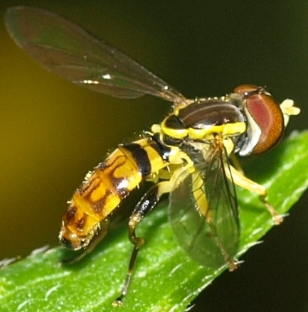 syrphid fly: toxomerus geminatus (male)