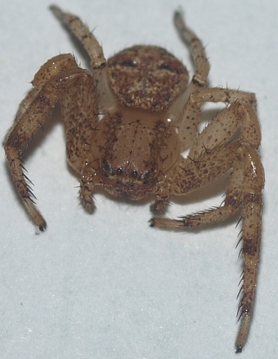 Xysticus (ground crab spider)