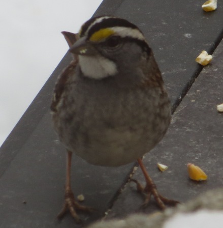 zonotrichia albicollis: white-throated sparrow