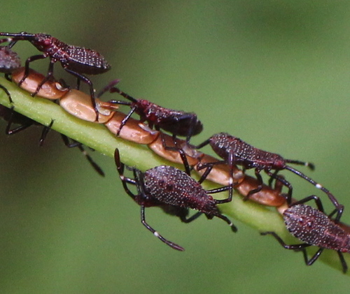 procession of bug nymphs