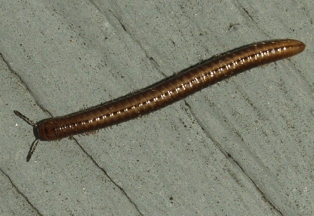 millipede