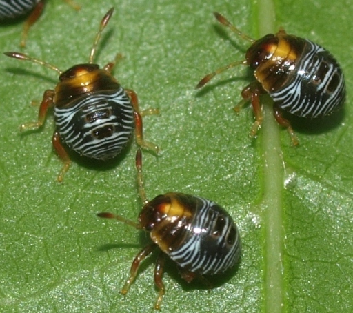 stinkbug nymphs