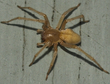 sac spider (cheiracanthium or clubiona)