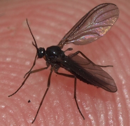 Sciaridae: dark-winged fungus gnat