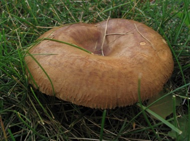 How do you get rid of fungus growing in your grass?