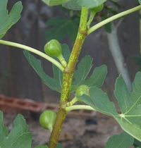 fig tree
