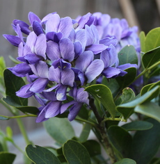 Texas mountain laurel