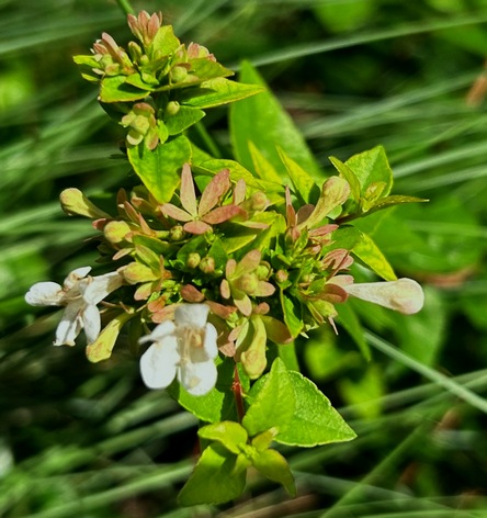glossy abelia