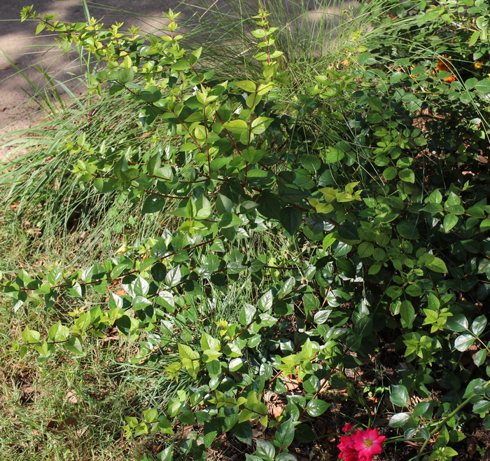 Abelia x grandiflora