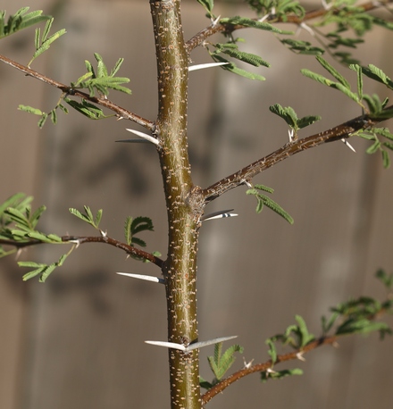 huisache; sweet acacia