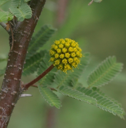 huisache; sweet acacia