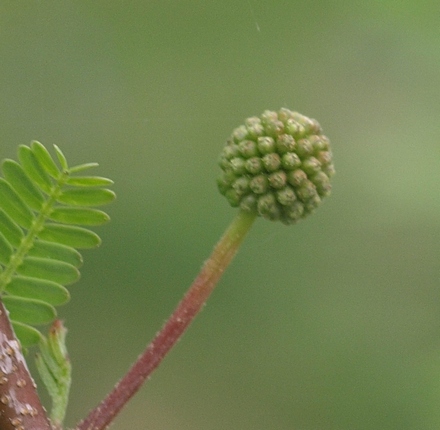 Acacia farnesiana