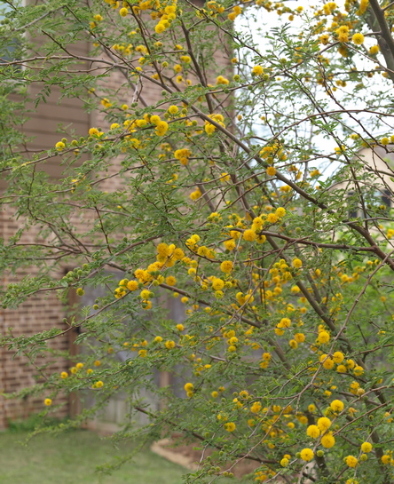 Acacia farnesiana