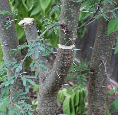 Girdled huisache tree