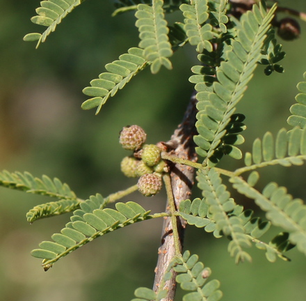 huisache; sweet acacia