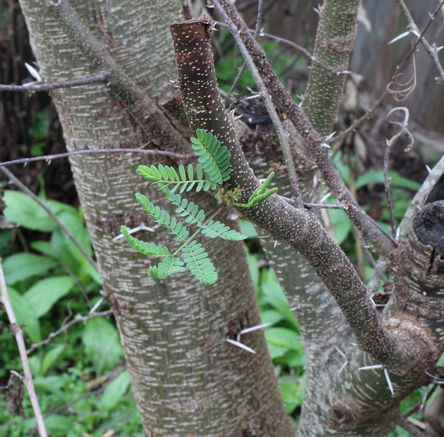 huisache; sweet acacia