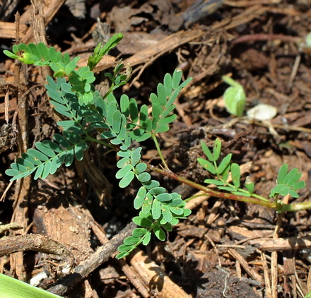 Acacia farnesiana