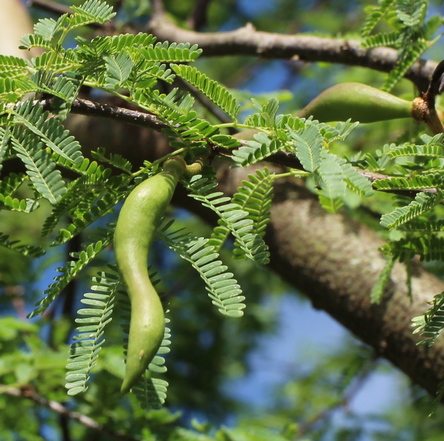 Acacia farnesiana