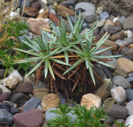 Acantholimon caryophyllaceum ssp. caryophyllaceum