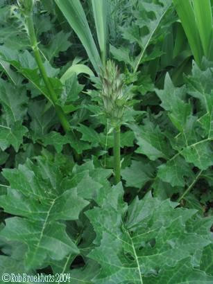 Acanthus mollis