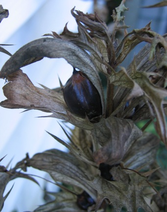 Acanthus mollis