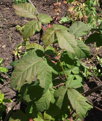 paperbark maple