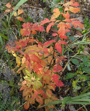 paperbark maple