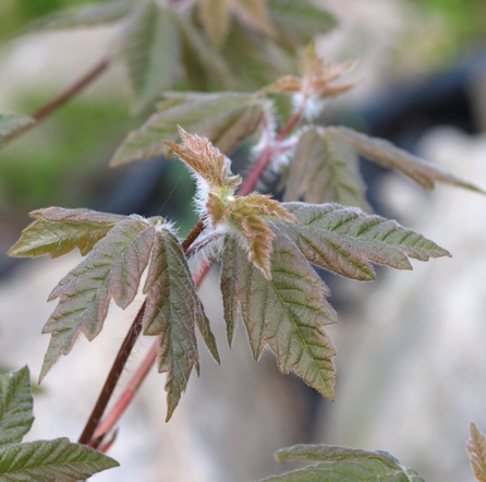 Acer griseum